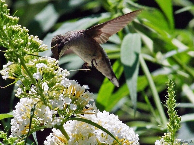Hummingbird Feeding on Flowers — White