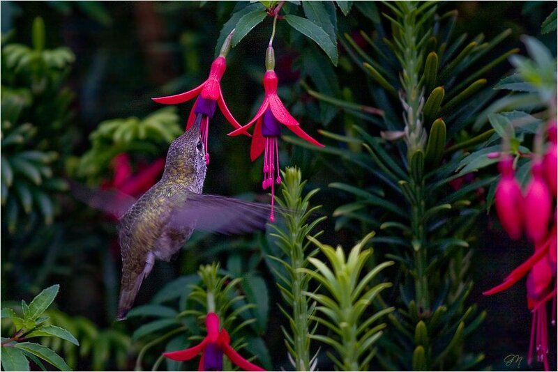 hummingbird feeding on fuchsia