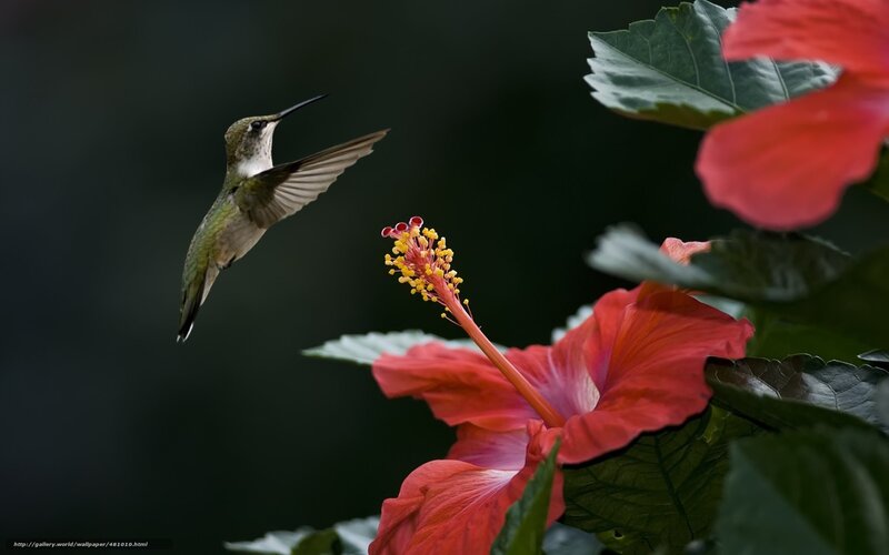 Hummingbird feeding on hibiscus