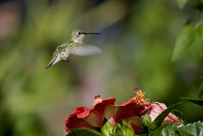 Hummingbird feeding on hibiscus