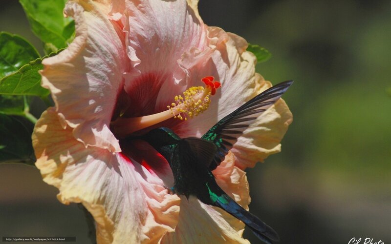 Hummingbird Feeding on Hibiscus — Pink