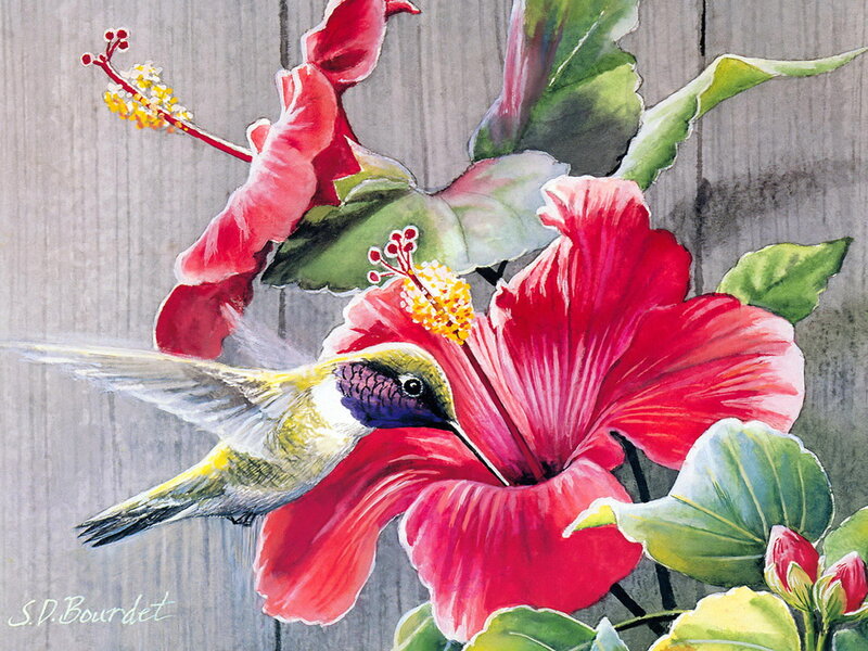 Hummingbird Feeding on Hibiscus — Red, Serene