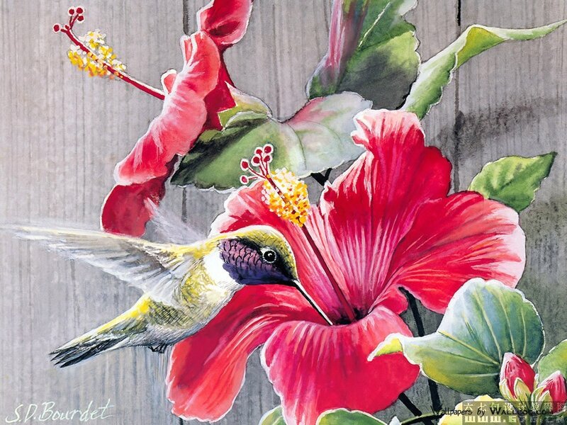 Hummingbird Feeding on Hibiscus — Red