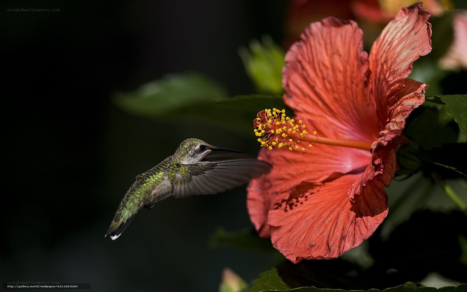 hummingbird feeding on hibiscus