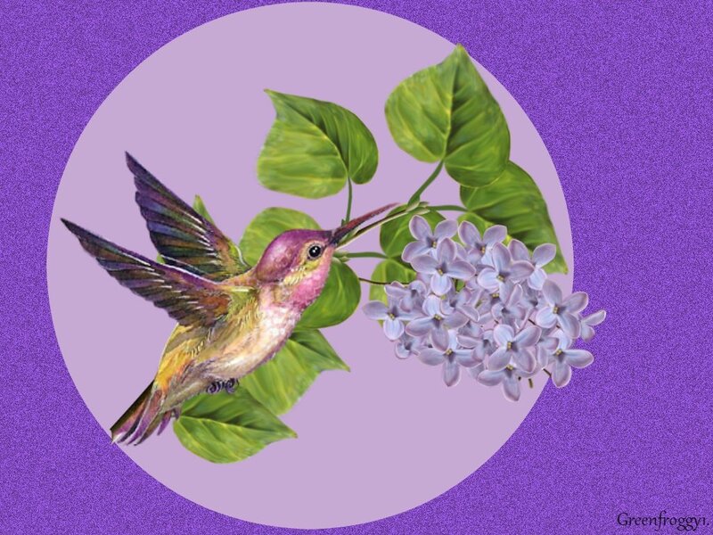 Hummingbird Feeding on Lilac