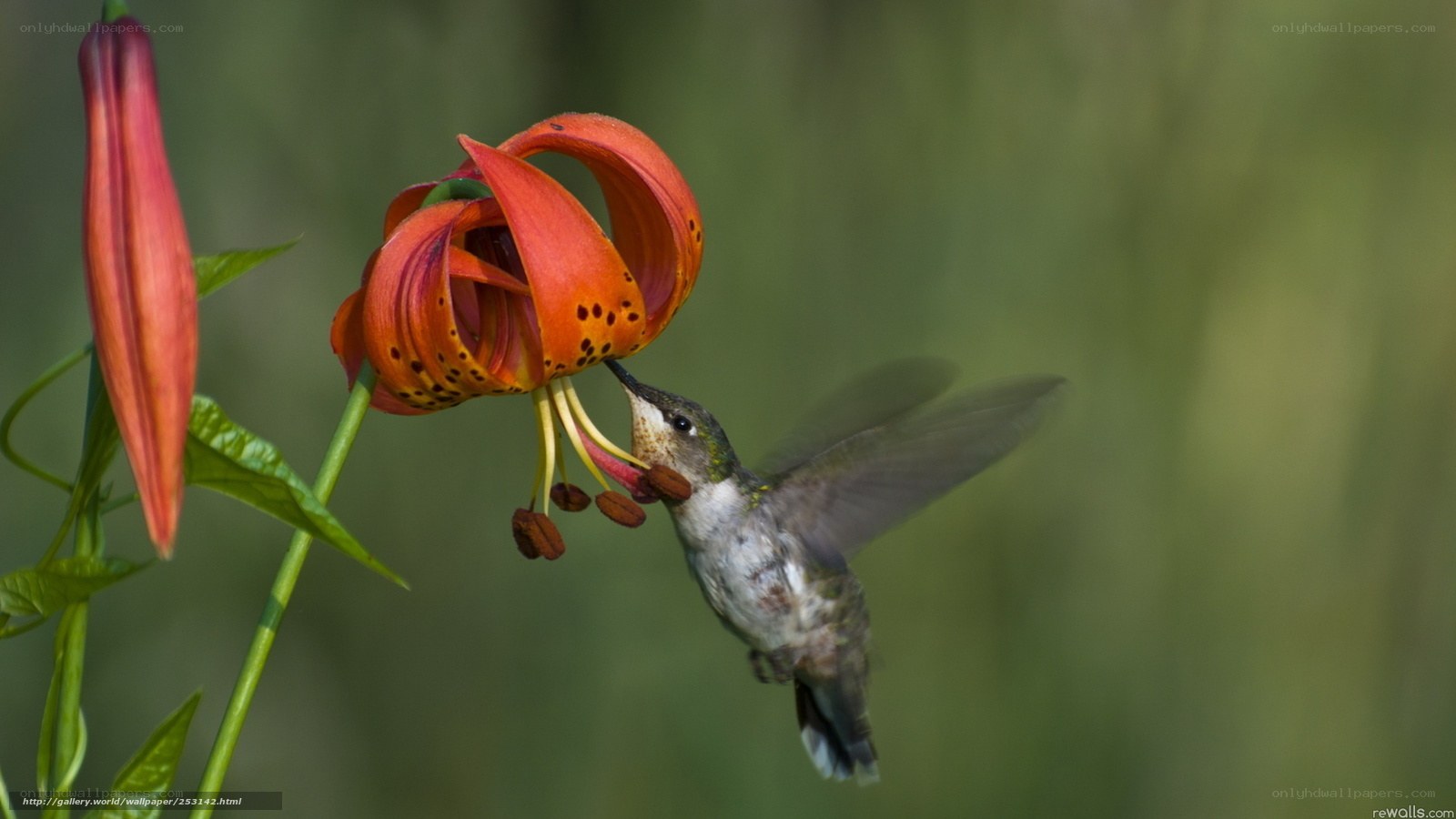 hummingbird feeding on lily