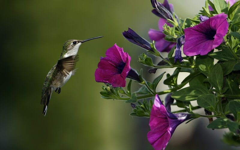 hummingbird feeding on petunias