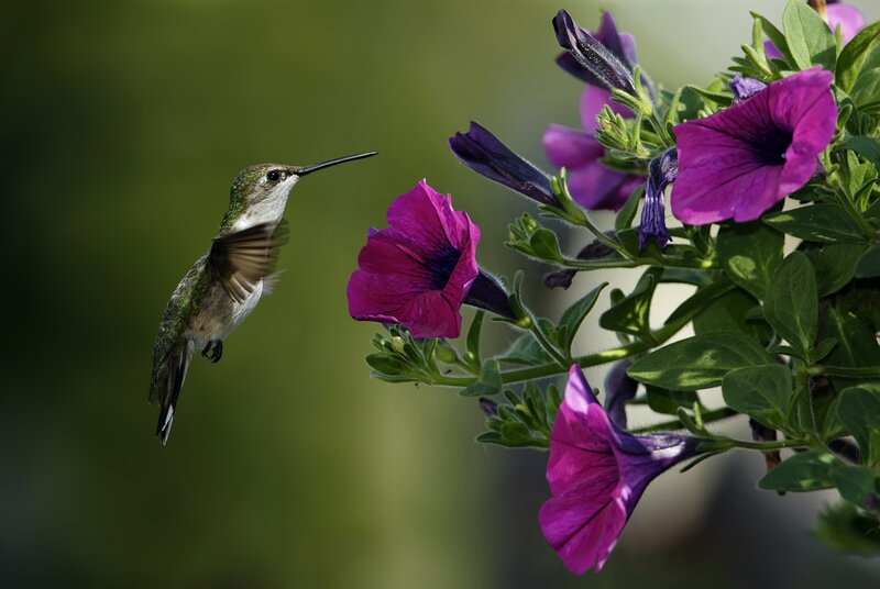 hummingbird feeding on petunias