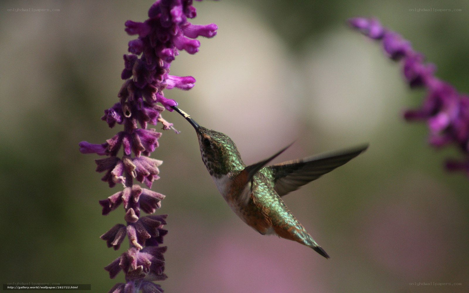 hummingbird feeding on purple flower