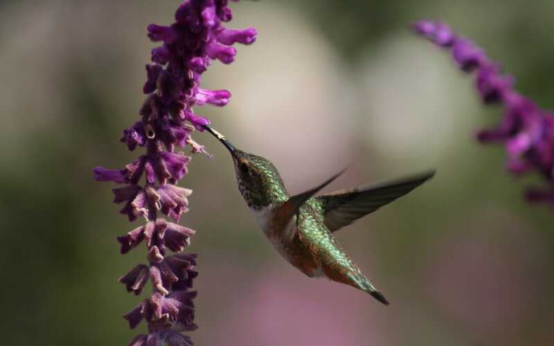 hummingbird feeding on purple flower