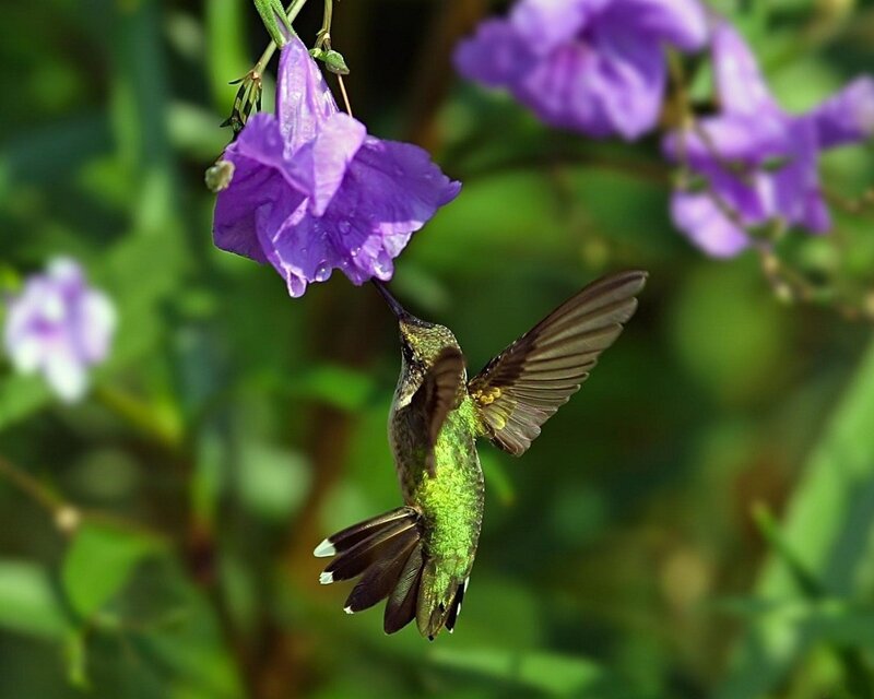 hummingbird feeding on purple flower
