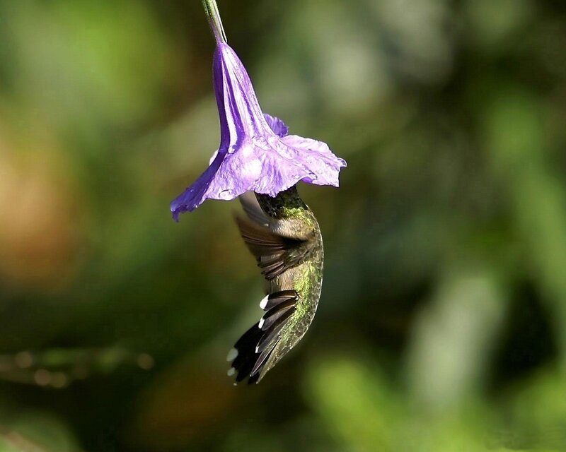 hummingbird feeding on purple flower