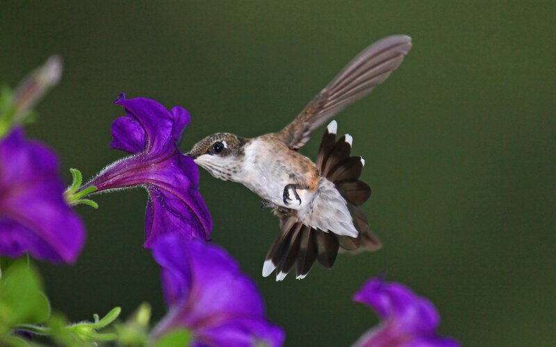 hummingbird feeding on purple flower