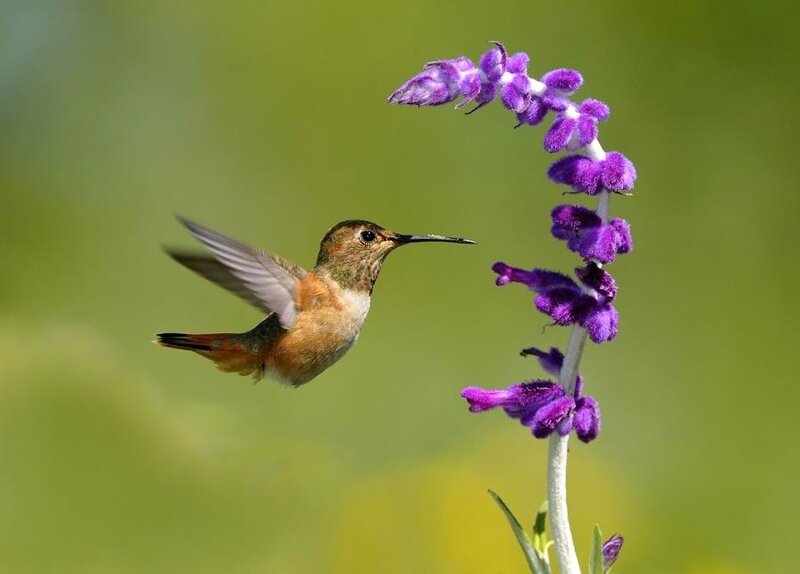 hummingbird feeding on purple flower
