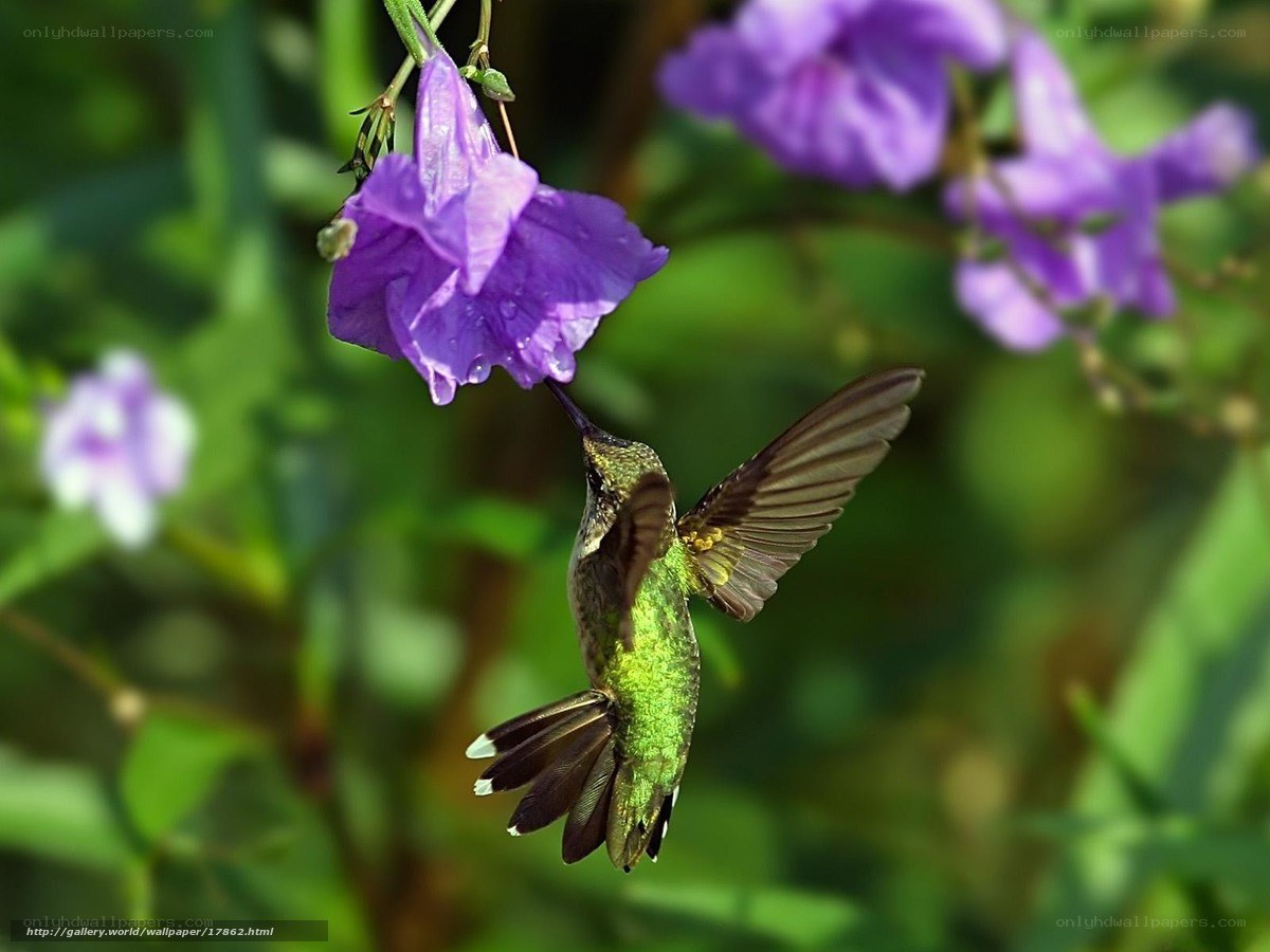 Hummingbird feeding on purple flower
