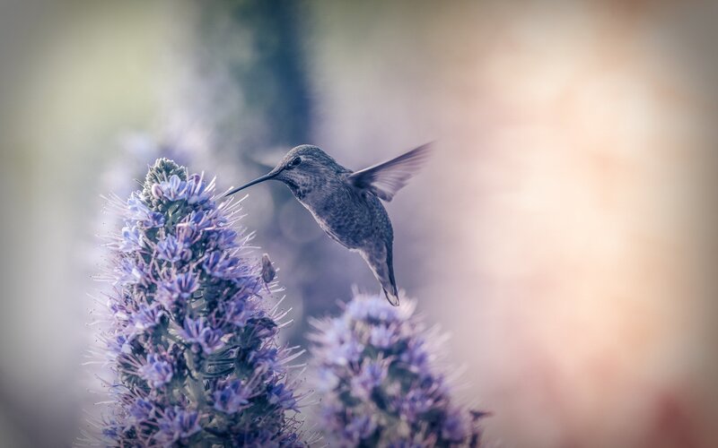 Hummingbird feeding on purple flowers