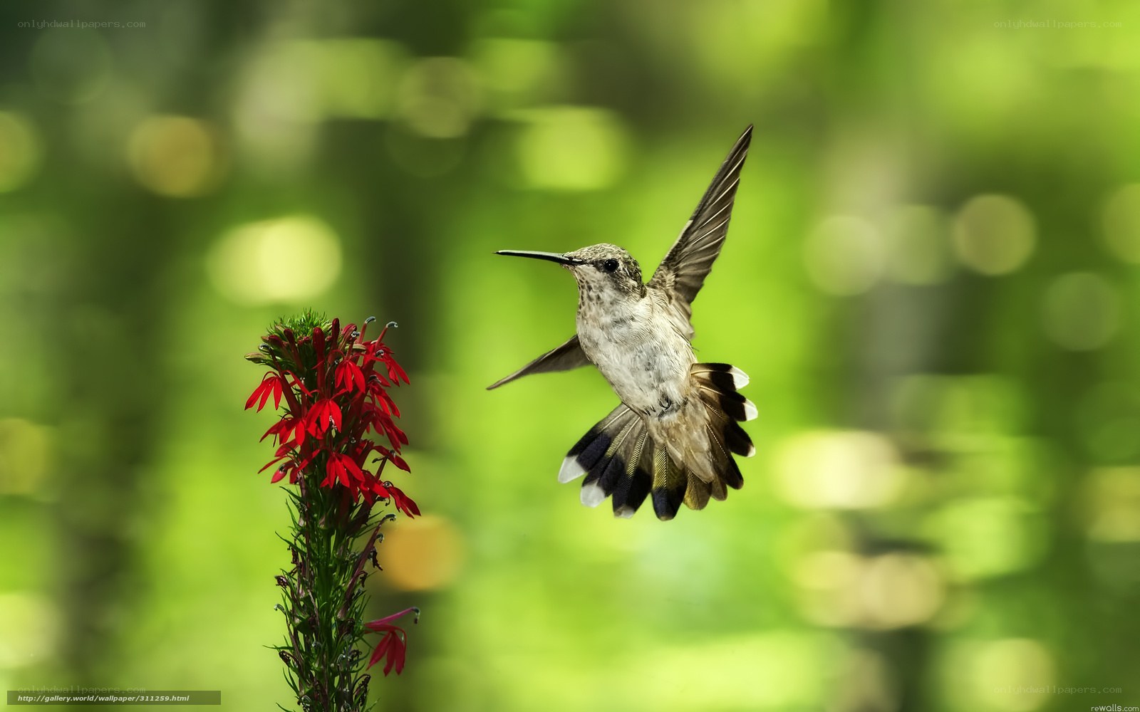 Hummingbird feeding on red flower