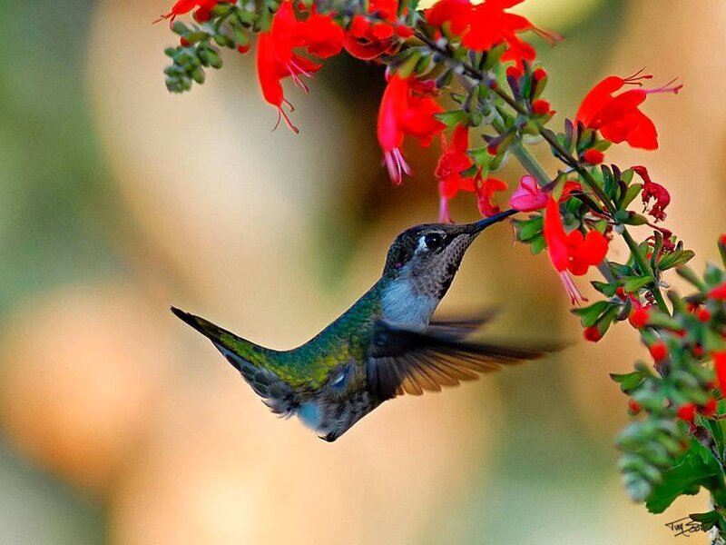 hummingbird feeding on red flowers