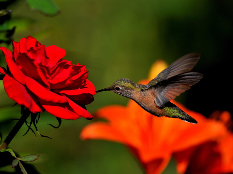 Hummingbird Feeding on Rose