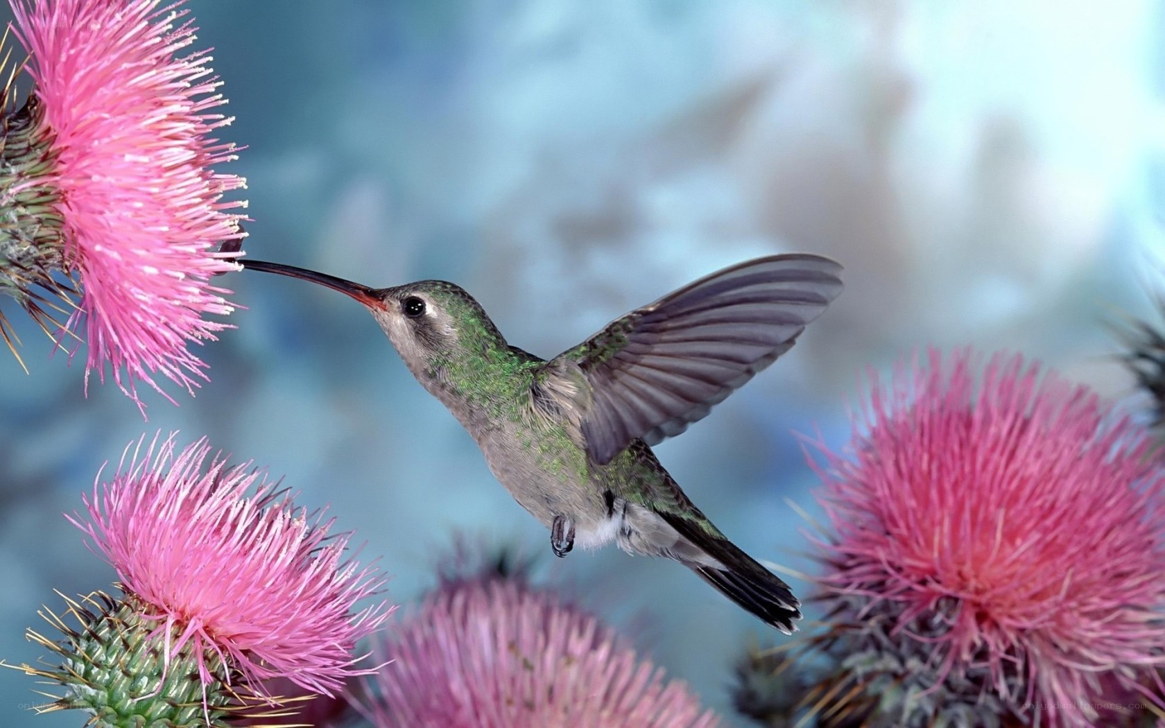 Hummingbird feeding on thistle