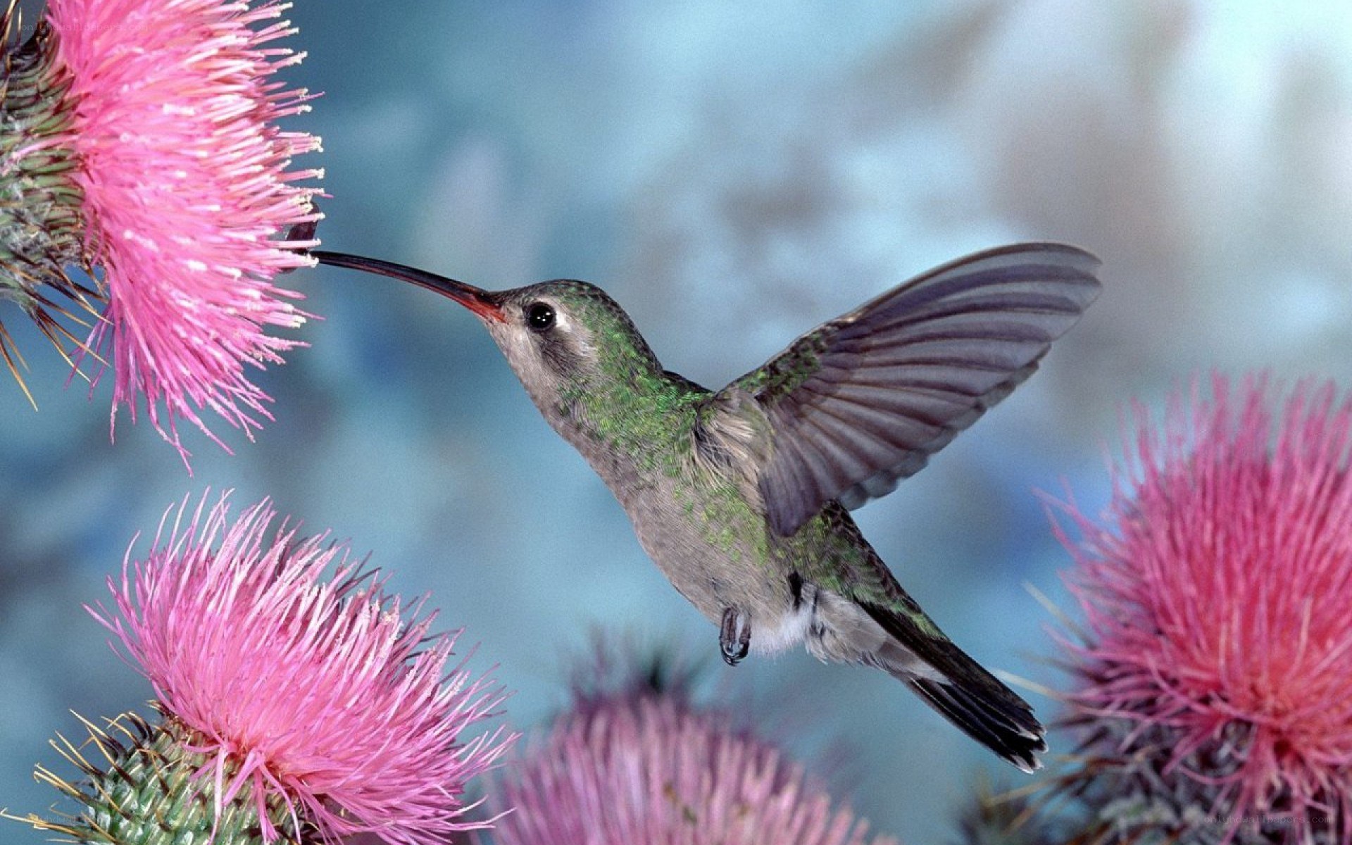 hummingbird feeding on thistle