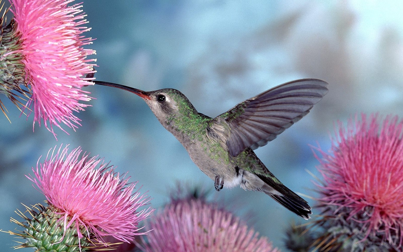 hummingbird feeding on thistle