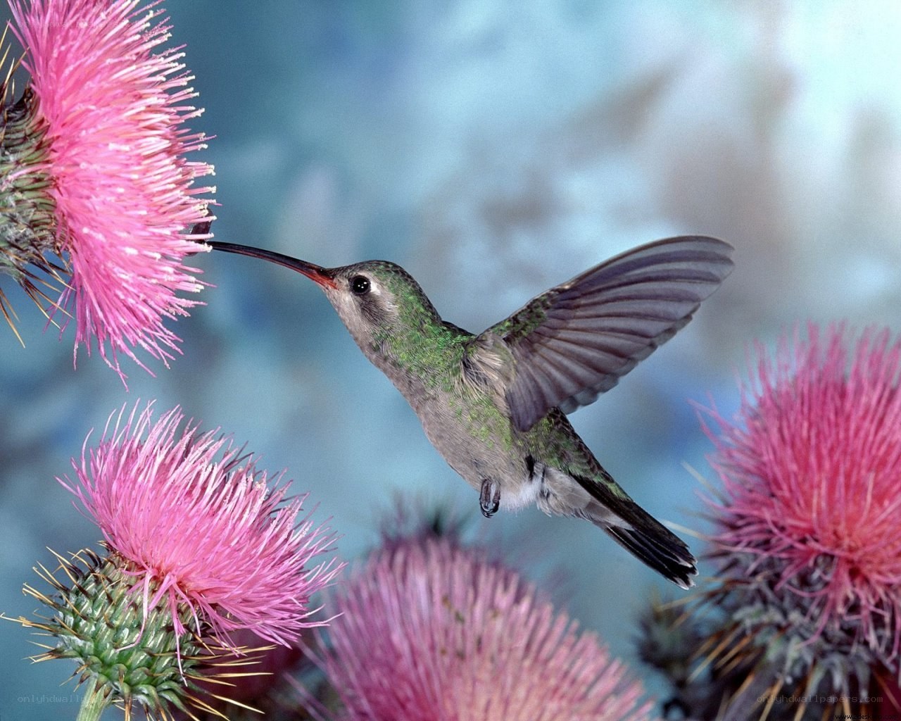 hummingbird feeding on thistle