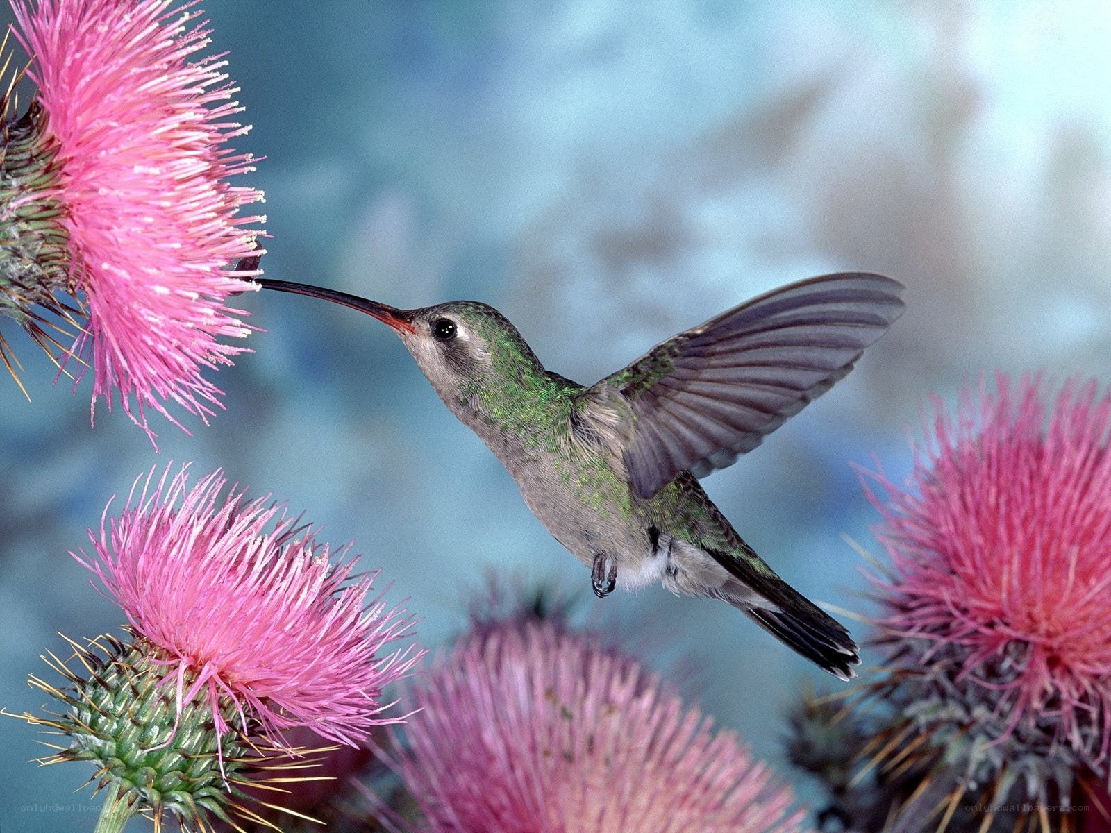 hummingbird feeding on thistle