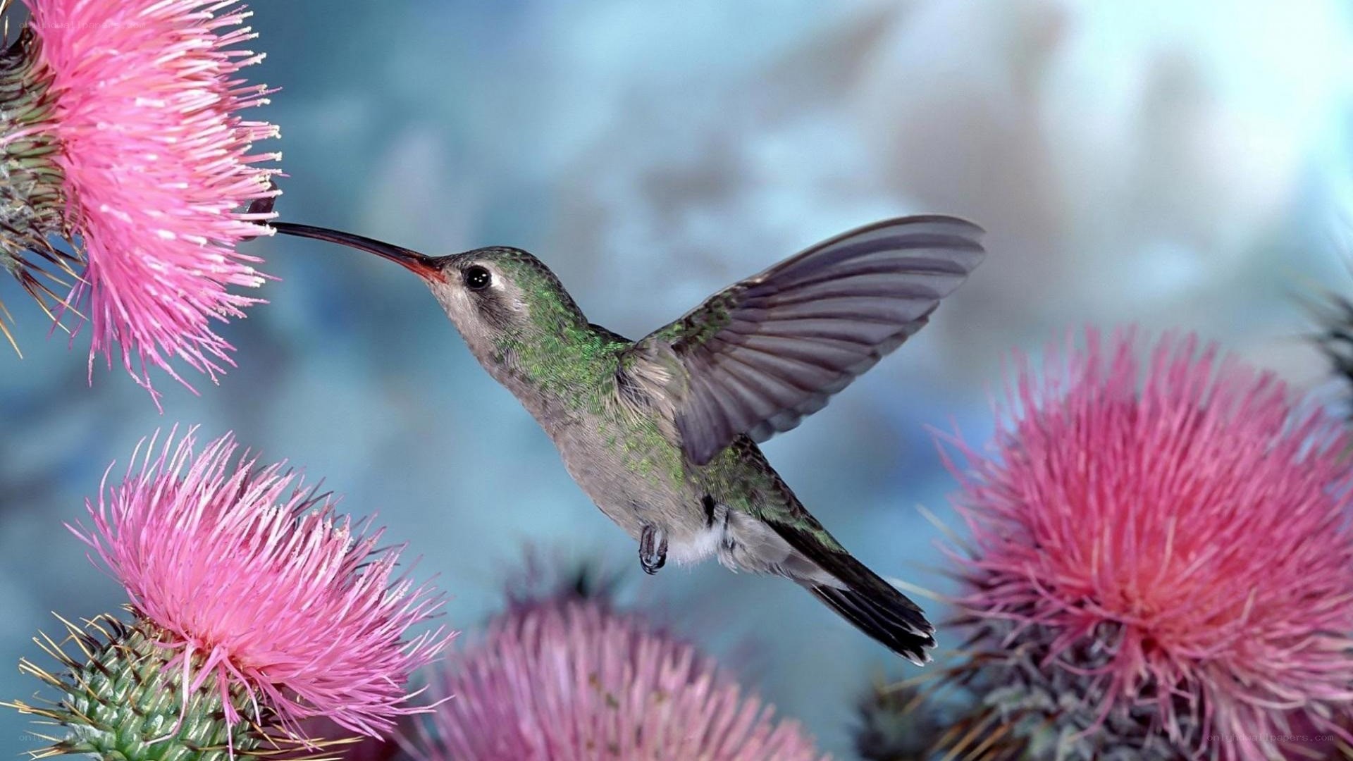 Hummingbird feeding on thistle