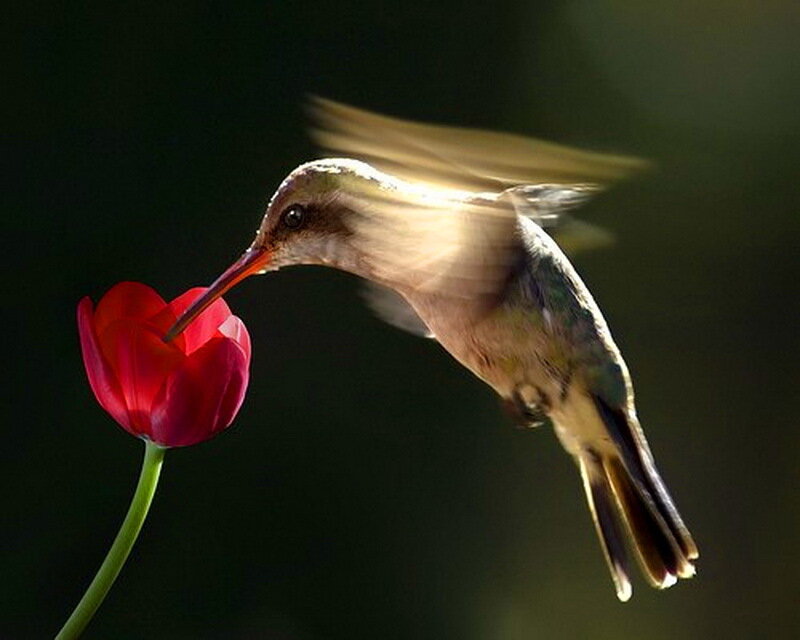 Hummingbird Feeding on Tulip