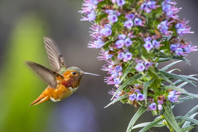 Hummingbird Feeding — Orange, Calm, Morning