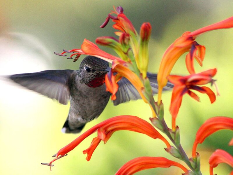 Hummingbird Feeding — Orange, Calm