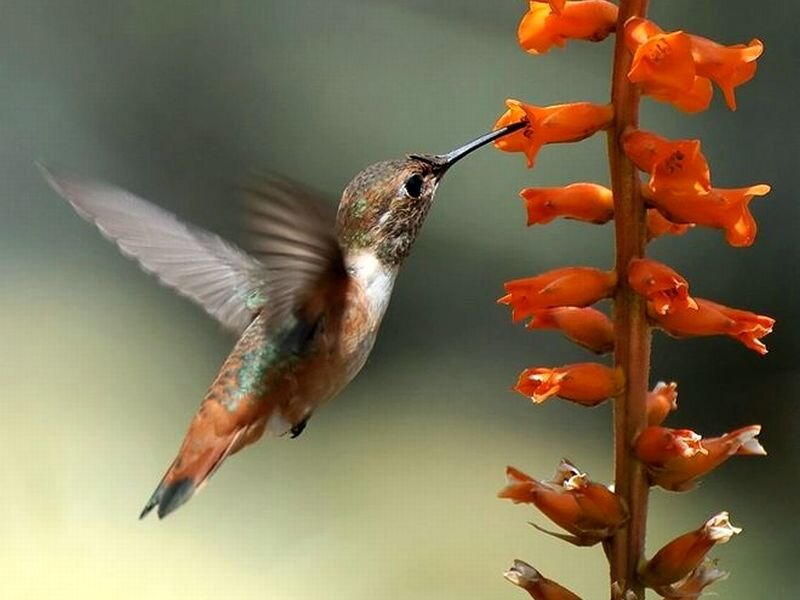 Hummingbird Feeding — Orange