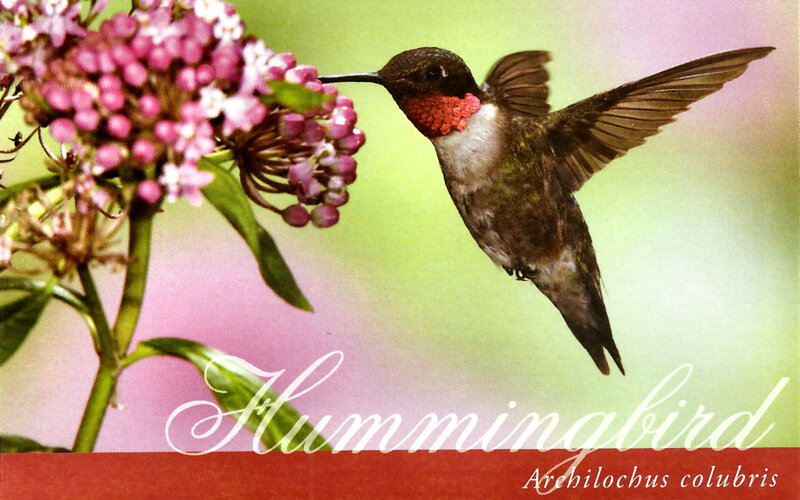 Hummingbird Feeding — Pink, Calm, Spring