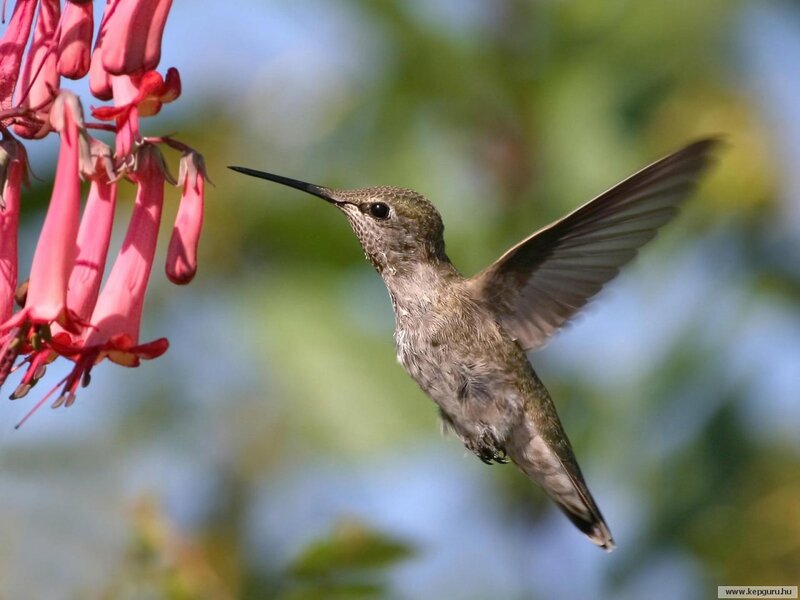 Hummingbird Feeding — Pink, Calm