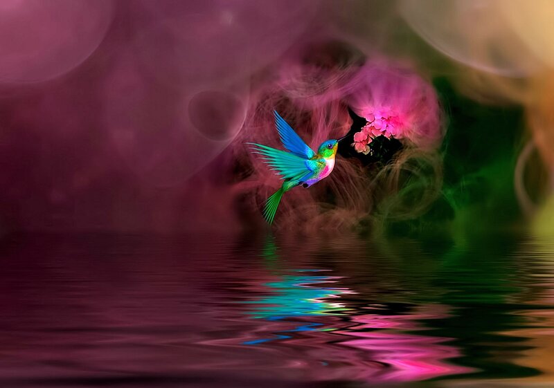 Hummingbird Feeding — Pink, Dreamy