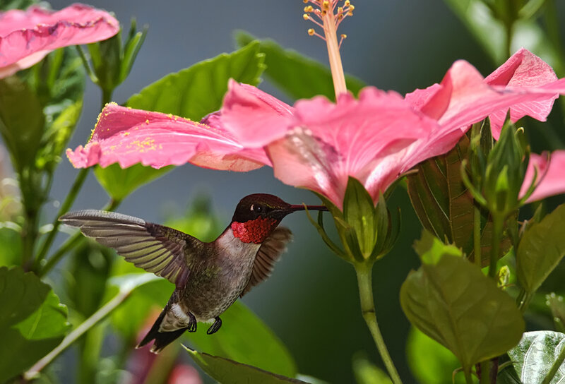 Hummingbird Feeding — Pink, Natural, Afternoon