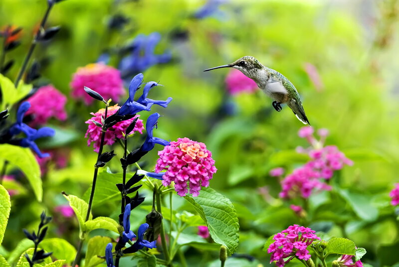 Hummingbird Feeding — Pink, Serene, Afternoon