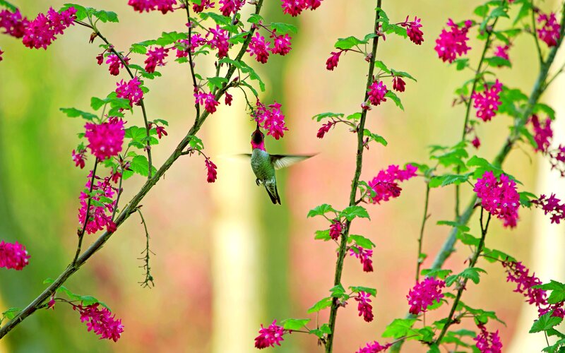 Hummingbird Feeding — Pink, Serene