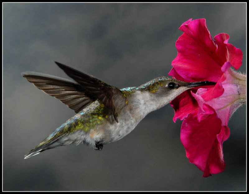 Hummingbird Feeding — Pink