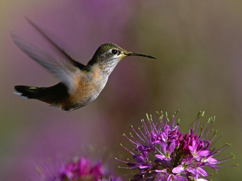 Hummingbird Feeding — Purple, Calm, Afternoon, Photograph