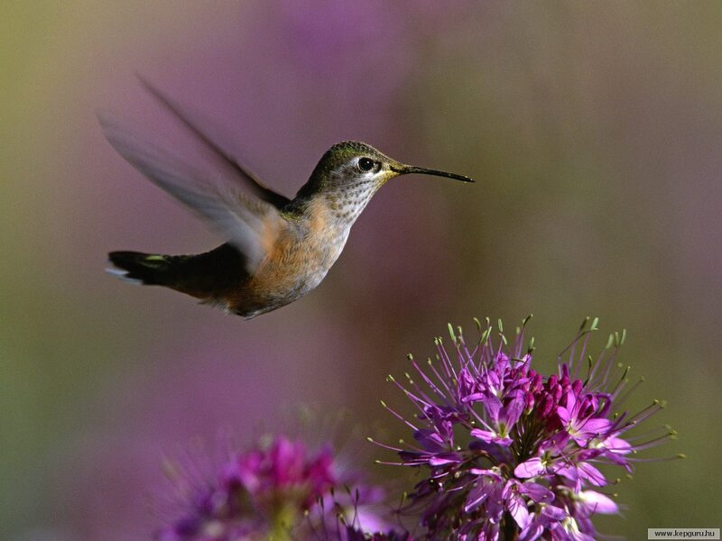 Hummingbird Feeding — Purple, Calm, Afternoon
