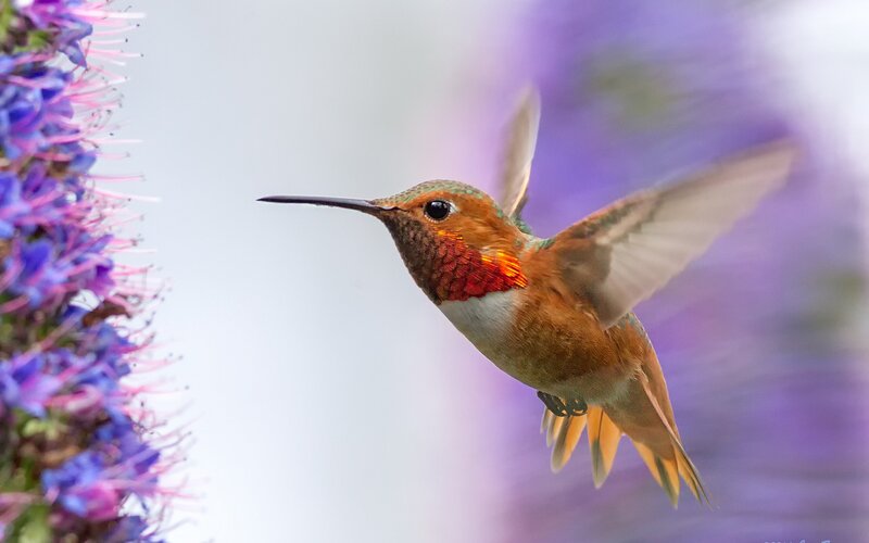Hummingbird Feeding — Purple, Calm, Morning