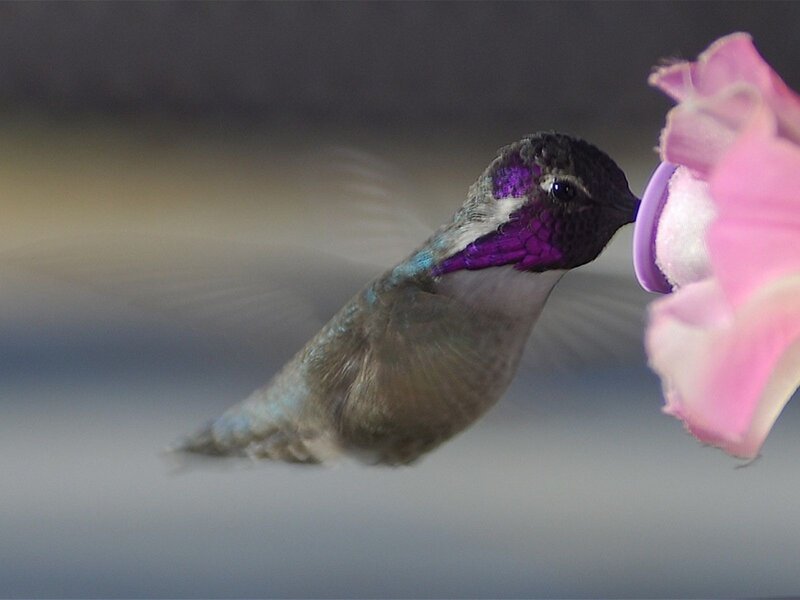 Hummingbird Feeding — Purple, Calm, Photograph