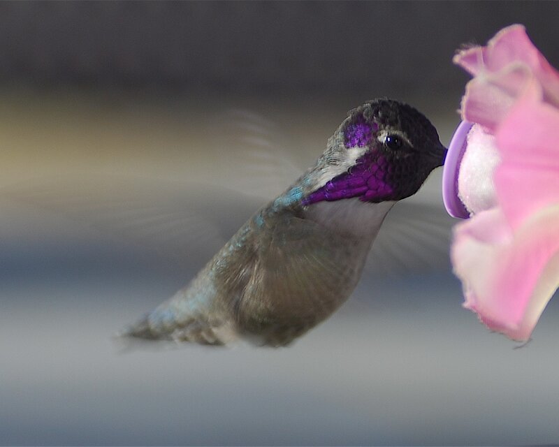 Hummingbird Feeding — Purple, Calm