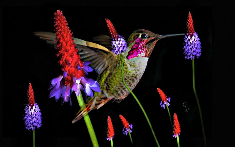 Hummingbird Feeding — Purple, Dramatic
