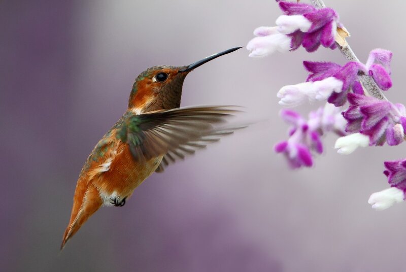 Hummingbird Feeding — Purple, Serene