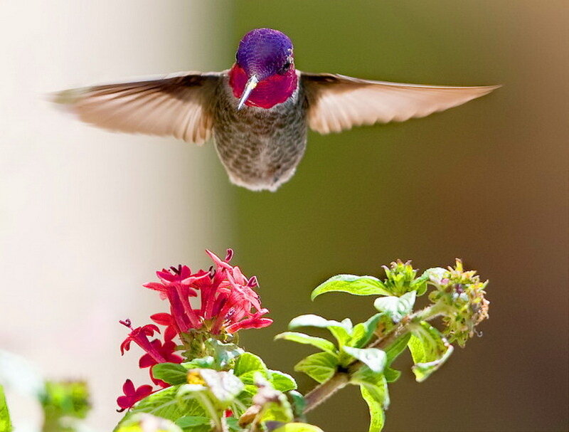 Hummingbird Feeding — Purple
