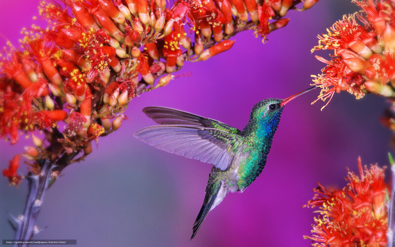 Hummingbird Feeding — Purple, Vibrant, Photograph