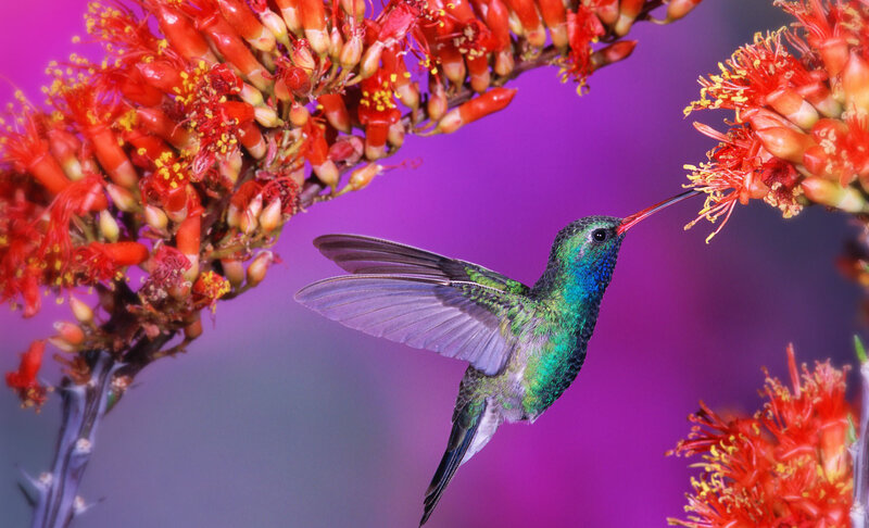Hummingbird Feeding — Purple, Vibrant